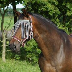 Dansk Varmblod Spanggårds Whitney (RDH)