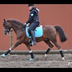 DSP Firhøjs Papageno <3 A-pony (avlshingst)