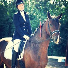 Dansk Varmblod Drisdals Jonaki