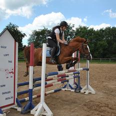 Hollandsk Sportspony Broderigårdens Nando (Gucci Nans)