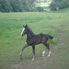Dansk Varmblod Mi Estrella