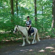 Irish Cob Frilenis Lux