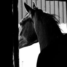 Anden særlig race SG Dusty Dakota 