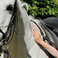 Sportsaraber (A) Jacklyn