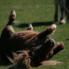 Shetlænder Frederik