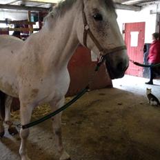 Anden særlig race Aurica