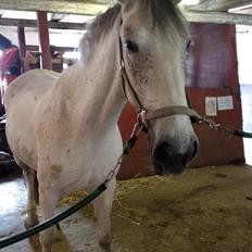 Anden særlig race Aurica