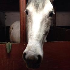 Anden særlig race Aurica