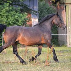 Welsh Cob (sec D) Cilsane Meinir