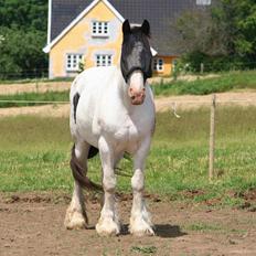 Tinker TINKA AERENLUND