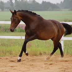 Dansk Varmblod Gammelgaards Szenia DH