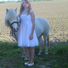 Welsh Mountain (sec A) Coco Zeylex