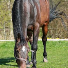 Anden særlig race Tulle<3(Solgt)