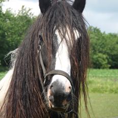 Irish Cob <3 Kaipo <3 