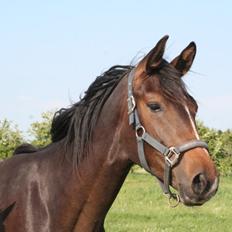 Dansk Varmblod Nørballes Lahaina Blues