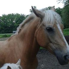 Palomino Anyska/ Nysse