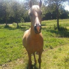 Palomino Anyska/ Nysse