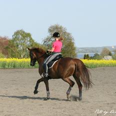 Dansk Varmblod Agenda