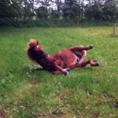 Islænder Sólfari fra Hjermind