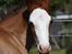 Welsh Cob (sec D) Melanders Flora - 17 dage gammel