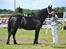 Welsh Cob (sec D) Møllegydens Ebony - Til show som 2 års