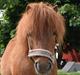Shetlænder Andrea - Ansi:*
