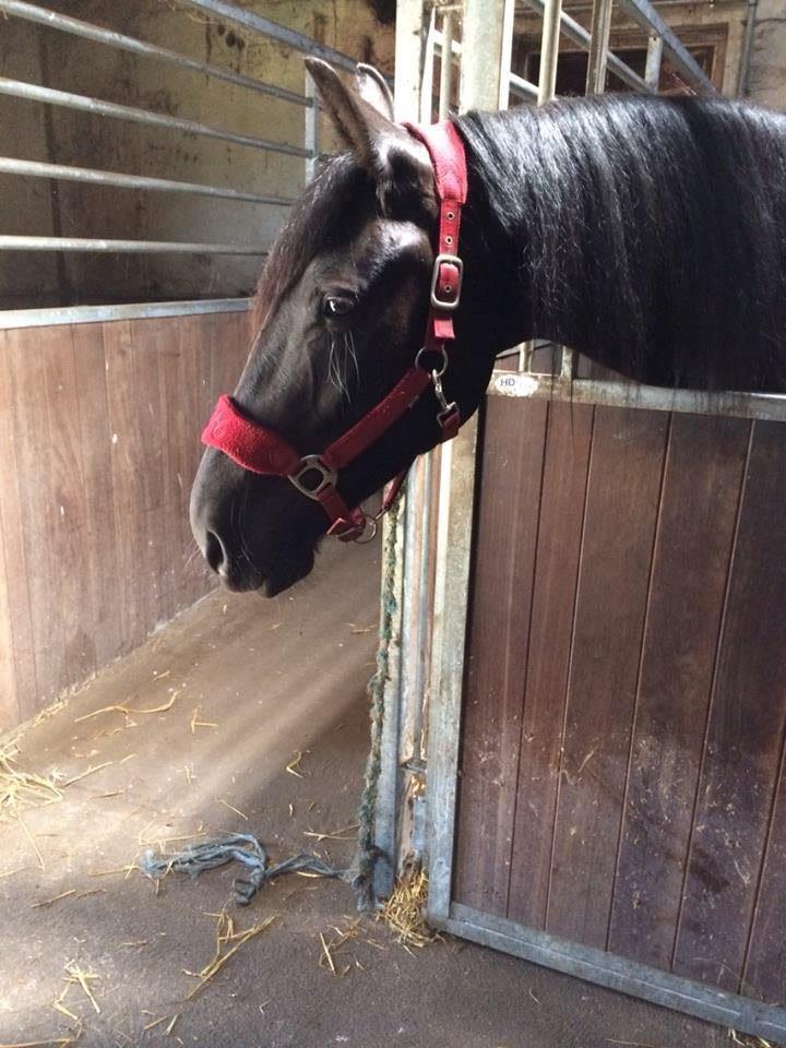 Barockpinto Tazzmin billede 1