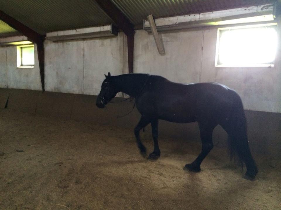 Barockpinto Tazzmin billede 5