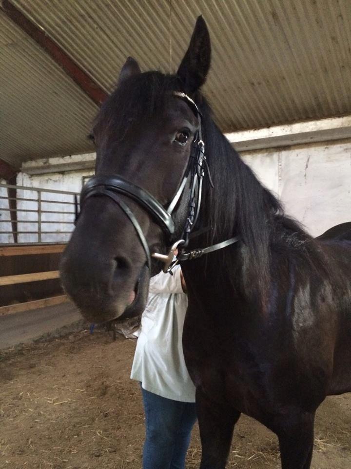 Barockpinto Tazzmin billede 3