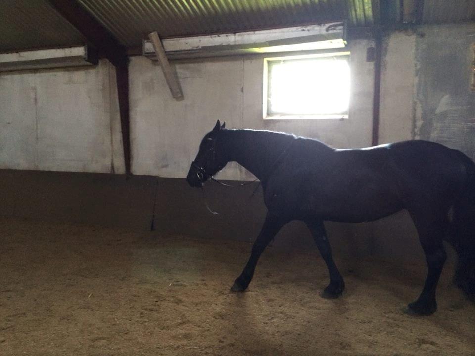 Barockpinto Tazzmin billede 6