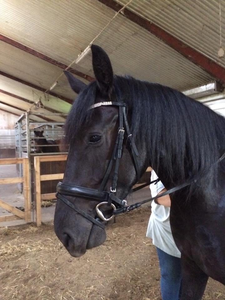 Barockpinto Tazzmin billede 4