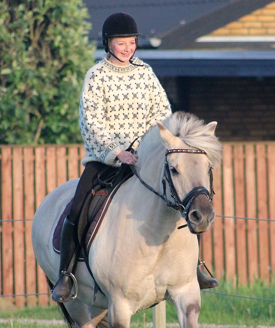 Fjordhest Musti tyler billede 3