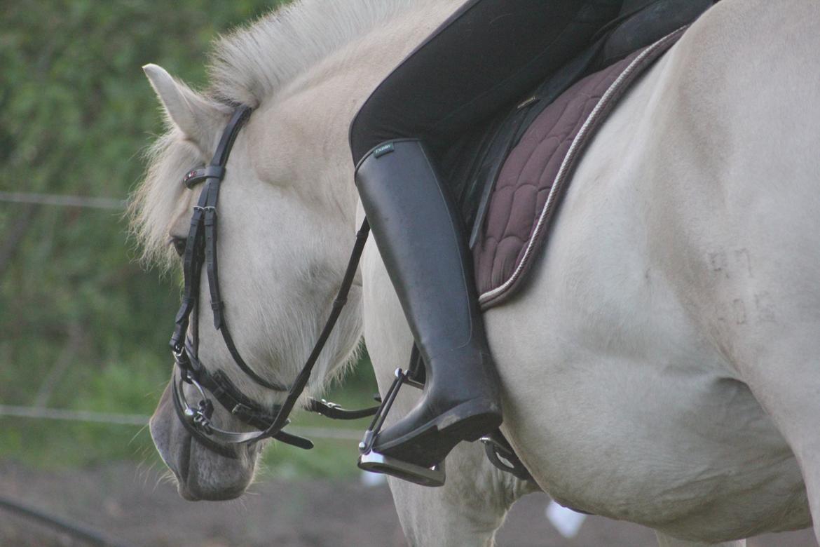 Fjordhest Musti tyler billede 4