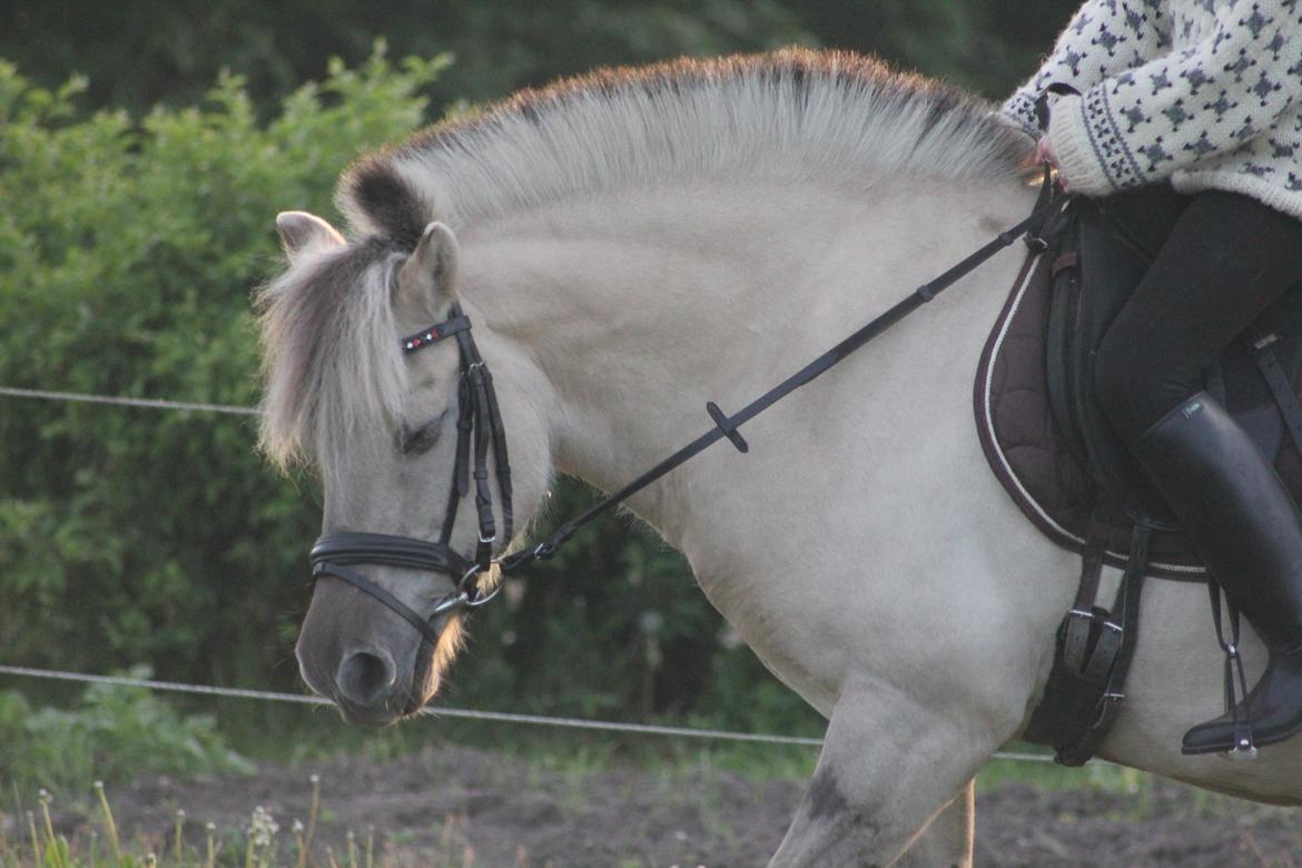 Fjordhest Musti tyler billede 5