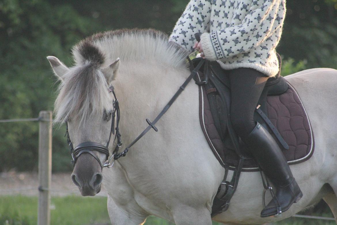 Fjordhest Musti tyler billede 6