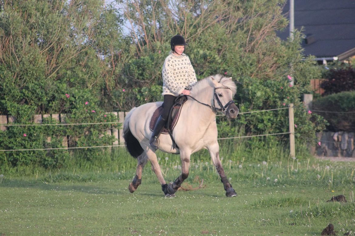 Fjordhest Musti tyler billede 2