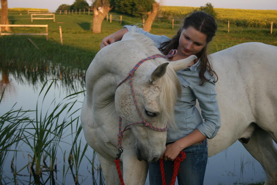 Arabisk fuldblod (OX) Tornado  billede 2