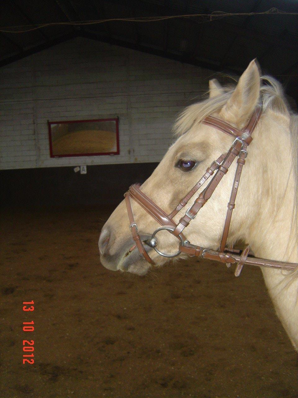 Welsh Pony (sec B) HÅBETS GOLDEN SON - Okt. 2012 billede 18