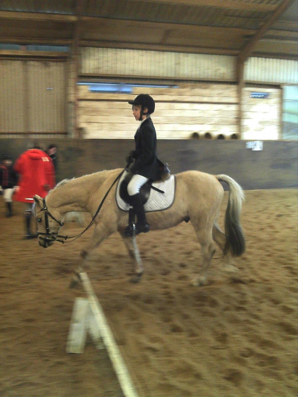 Welsh Pony (sec B) HÅBETS GOLDEN SON billede 19