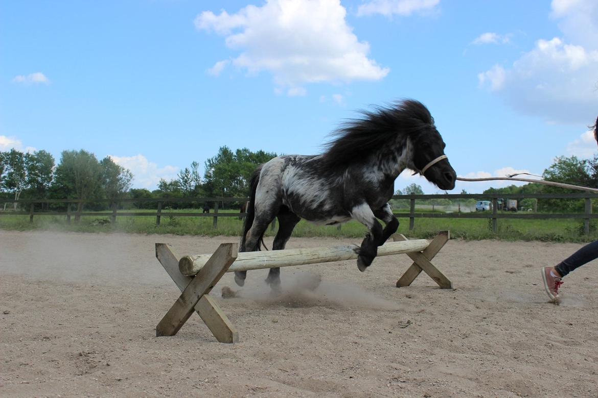 Shetlænder Trille - Sommer 2014 *Fotograf: Rikke* billede 11
