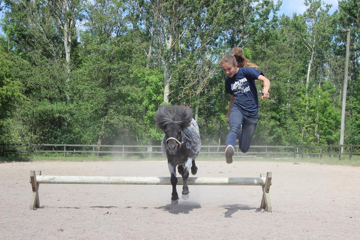 Shetlænder Trille - Sommer 2014 - Jeg ser utroli smuk ud ;-) *Fotograf: Rikke* billede 4