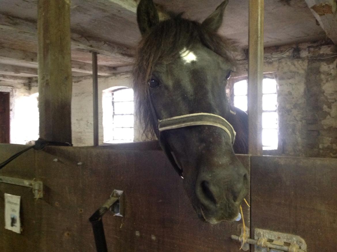 Welsh Cob (sec D) taffy - øhh...får vi gæster billede 15