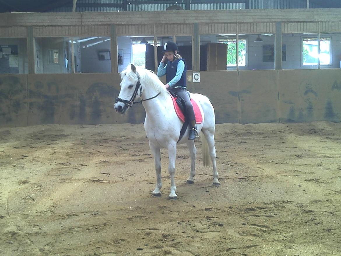 Anden særlig race CHAPLIN LE REVEUR - En stolt pige på sin nye pony billede 7
