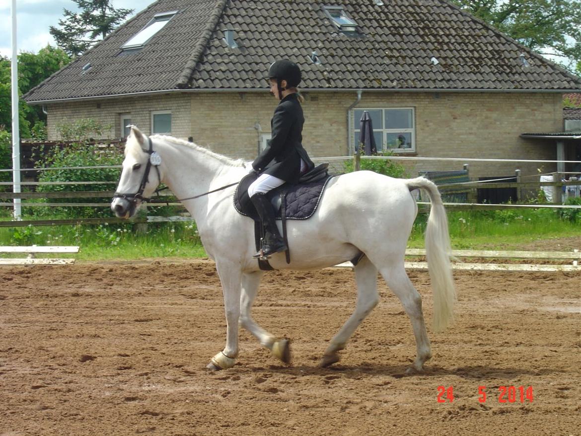 Anden særlig race CHAPLIN LE REVEUR - NUR 24. maj 2014 billede 1