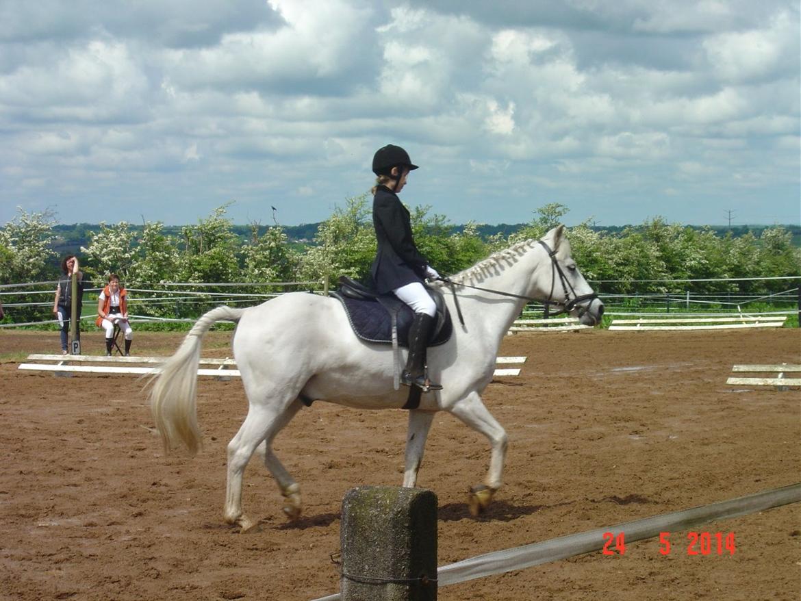 Anden særlig race CHAPLIN LE REVEUR - NUR 24. maj 2014 billede 11