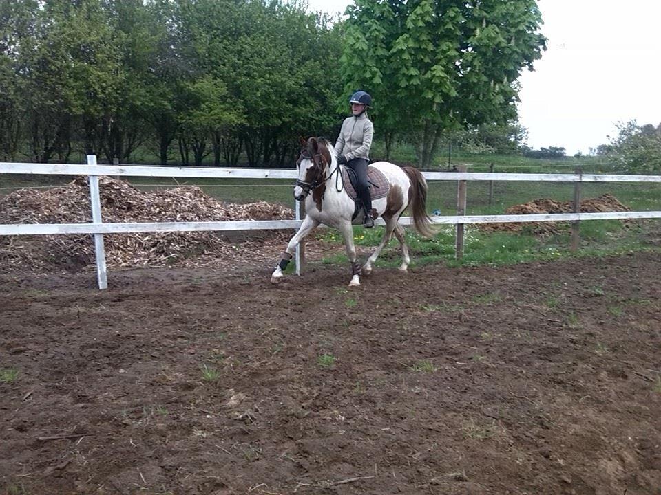 Anden særlig race Totilas - Velkommen til Tot´s profil<3 lidt dressur<3<3<3 billede 1