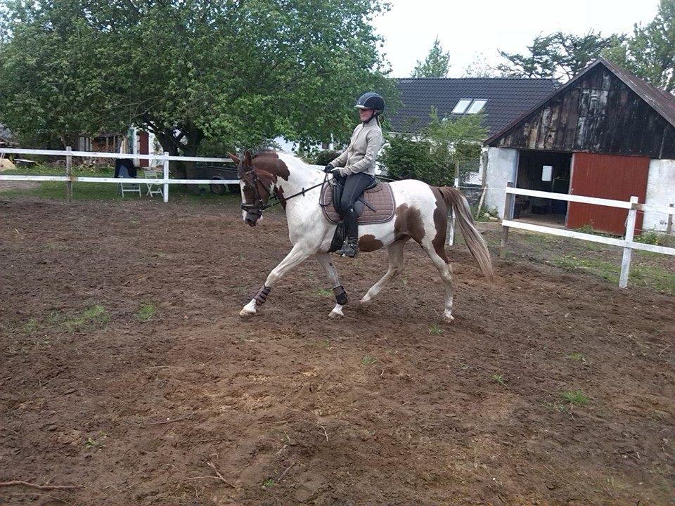 Anden særlig race Totilas - Såå dejlig<3<3 billede 3