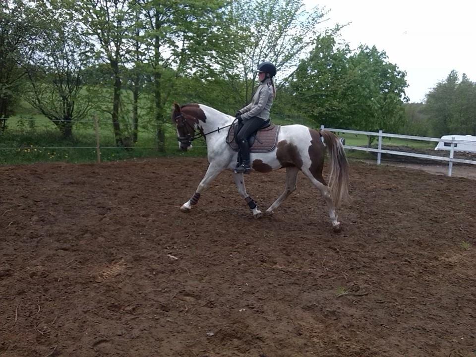 Anden særlig race Totilas - lækre pony<3<3 billede 2