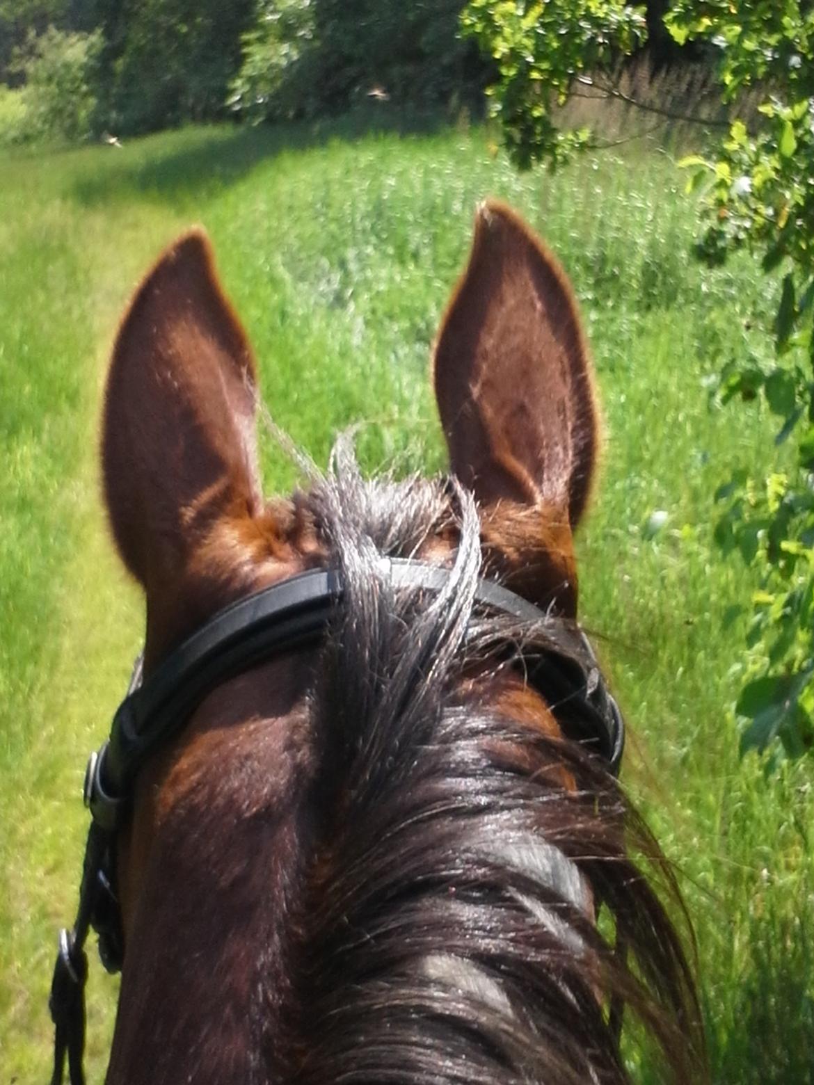 Anden særlig race Totilas - På tur med ham den dejlige<3<3 billede 6
