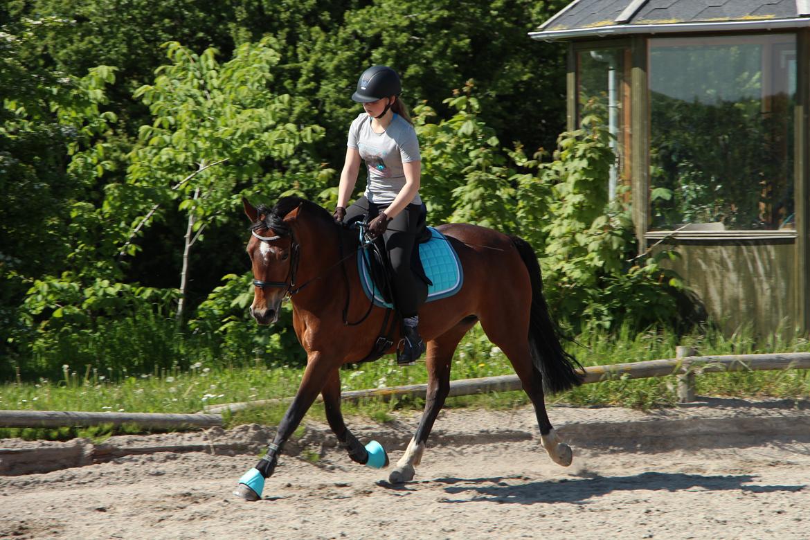 Welsh Partbred (Sec F) Donna "Hougård"  billede 14